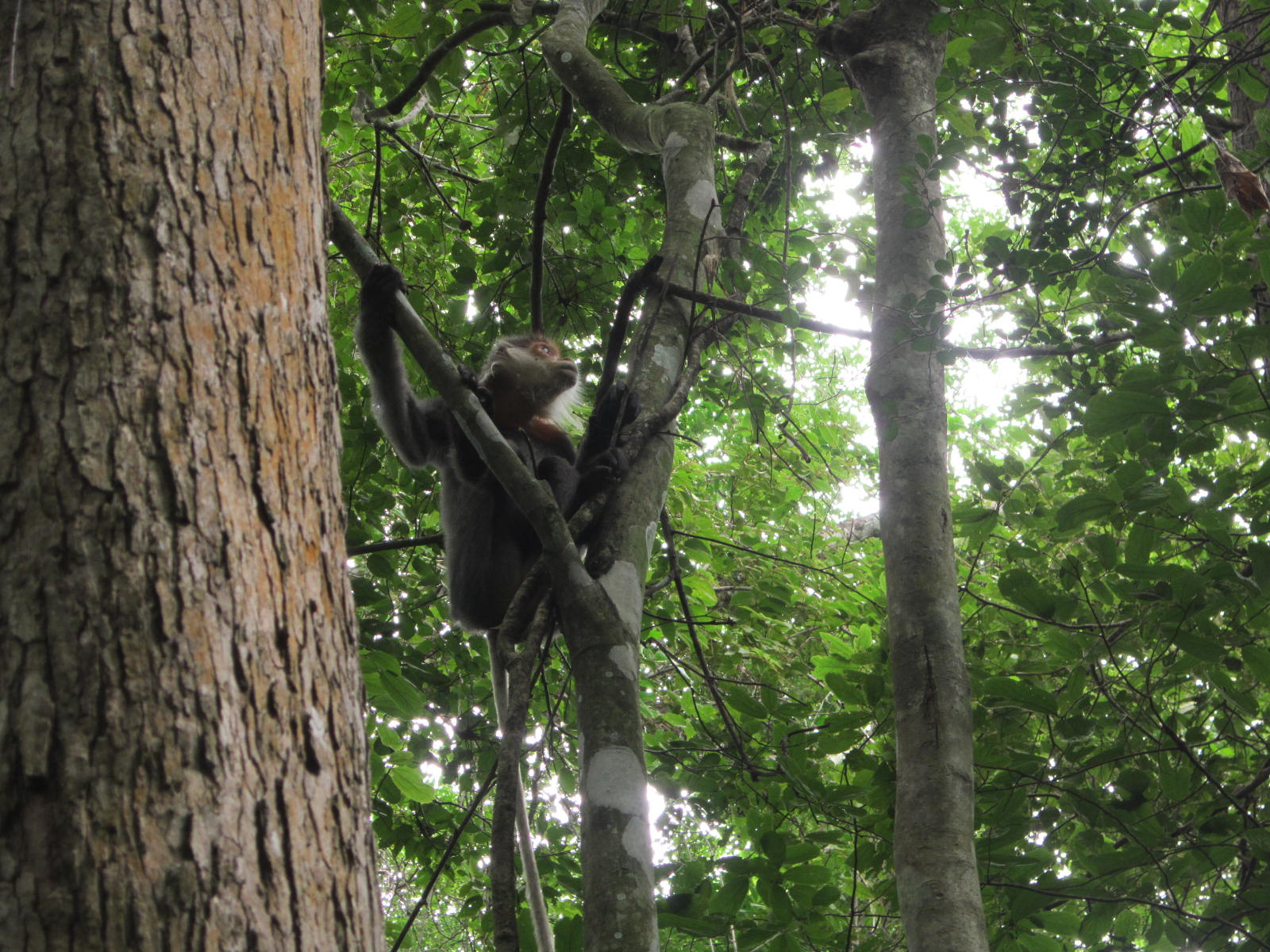 Chà vá chân xám (Pygathrix cinerea) - Khu BTTN Ea sô